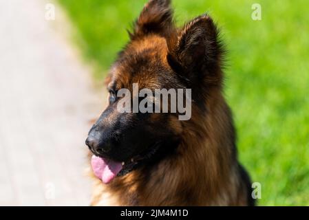 Deutscher Schäferhund, langhaarig, in der Stadt an der Leine. Hochwertige Fotos Stockfoto