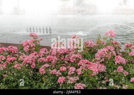 Blühender Busch von rosa Park Rosen im Sommer dekorativen Garten. Tapete mit rosa Parkrosen. Sommer Natur. Stockfoto