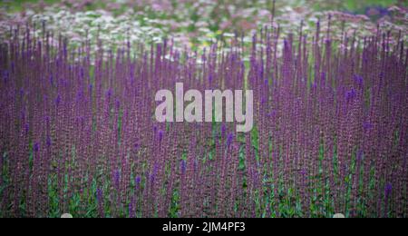 Dickichte von Salbei. Violette Blüten des Salbeiwaldes oder des Salbeiwaldes auf dem Balkan. Lange Stängel von Salvia nemorosa bei hellem Tageslicht Stockfoto