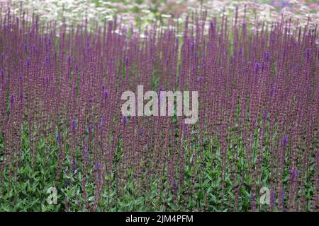 Dickichte von Salbei. Violette Blüten des Salbeiwaldes oder des Salbeiwaldes auf dem Balkan. Lange Stängel von Salvia nemorosa bei hellem Tageslicht Stockfoto