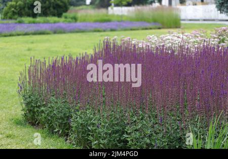 Dickichte von Salbei. Violette Blüten des Salbeiwaldes oder des Salbeiwaldes auf dem Balkan. Lange Stängel von Salvia nemorosa bei hellem Tageslicht Stockfoto