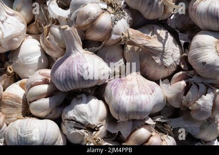 Große Knoblauchköpfe werden in Zagreb, Kroatien, auf dem Dolac-Bauernmarkt hochgestapelt, um sie zu verkaufen Stockfoto