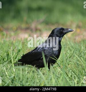 Eine vertikale Nahaufnahme der Aaskrähe, Corvus corone. Stockfoto