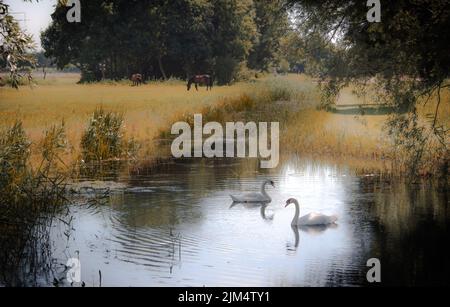 Zwei Schwäne schwimmen in einem Kanal mit Pferden im Hintergrund in Holland Stockfoto