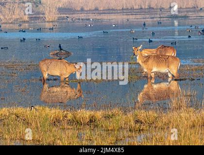 Eine Nahaufnahme von schönen Saiga-Antilopen im mit Gras bedeckten See Stockfoto