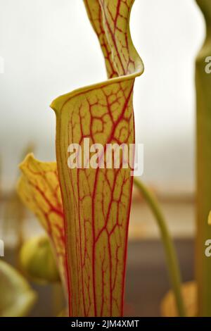 Eine vertikale Nahaufnahme einer Sarracenia leucophylla-Pflanze auf einem verschwommenen Hintergrund Stockfoto