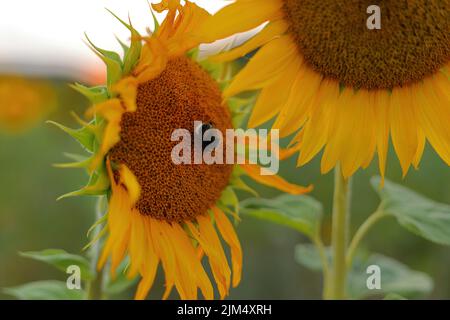 Hummel auf einer blühenden Sonnenblume Stockfoto