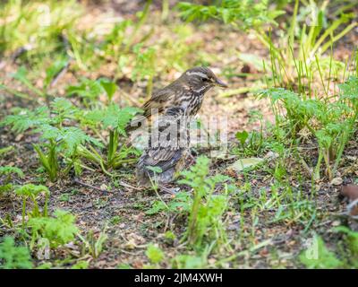 Der Waldvögel Rotflügel, Turdus iliacus, füttert das Küken mit Regenwürmern am Boden. Ein erwachsenes Küken verließ das Nest, aber seine Eltern kümmern sich weiterhin um o Stockfoto