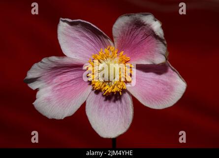 Rosa Blüte Nahaufnahme botanischen Hintergrund Anemone tomentosa Familie ranunculaceae hohe Qualität große Größe Drucke Stockfoto