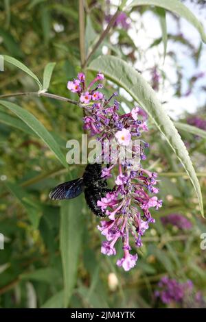 Große blaue Holzbiene, auch Blauwarze oder Violettflügelige Holzbiene (Xylocopa violacea) an der Blüte eines Schmetterlingsflieders oder Sommerflied Stockfoto