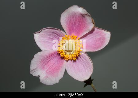 Rosa Blüte Nahaufnahme botanischen Hintergrund Anemone tomentosa Familie ranunculaceae hohe Qualität große Größe Drucke Stockfoto