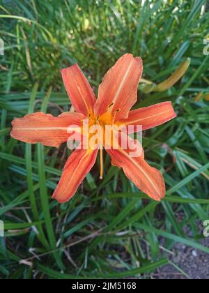 Ein Blick von oben auf die orangene Tigerlilie im grünen Gras des Gartens Stockfoto