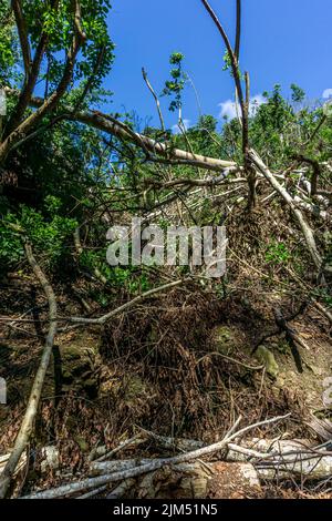 Zerstörte Bäume nach dem Durchgang von starken zyklischen Winden in einem Wald, Mauritius Stockfoto