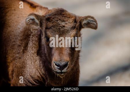 Niedliches Gesicht Porträt eines Babys mishmi takin ohne Hörner Stockfoto