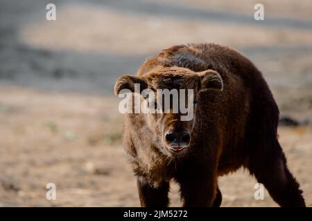 Niedliches Gesichtsporträt eines Babys mishmi takin ohne Hörner bei Sonnenuntergang Stockfoto