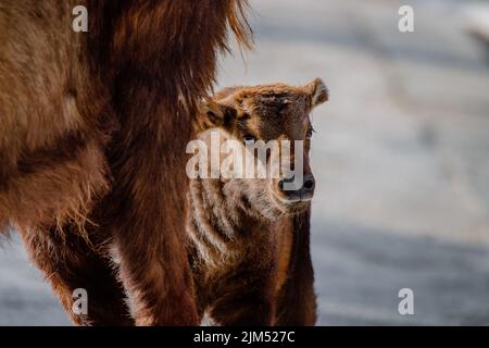 Niedliches Gesichtsporträt eines Babys mishmi takin ohne Hörner bei Sonnenuntergang Stockfoto