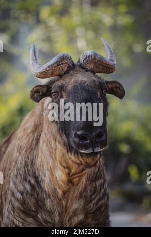 Schönes Gesichtsporträt eines männlichen Mischmi-Takin in der Wildnis Stockfoto