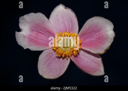 Rosa Blüte Nahaufnahme botanischen Hintergrund Anemone tomentosa Familie ranunculaceae hohe Qualität große Größe Drucke Stockfoto