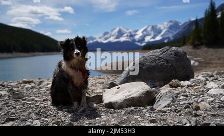 Ein süßer heimischer dreifarbiger Hund an einem felsigen Seeufer Stockfoto
