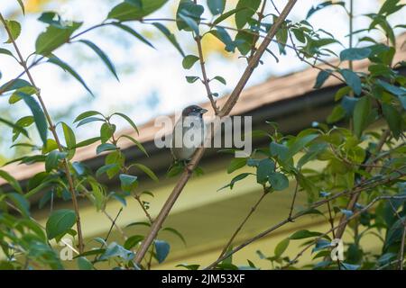 Eine schöne Aufnahme eines Spatzen der Alten Welt, der auf einem Baumzweig mit grünen Blättern im Garten sitzt Stockfoto