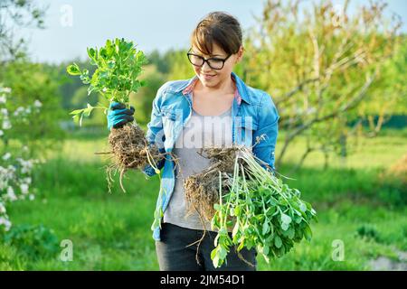 Frau in Gartenhandschuhen mit Schaufel hält Sedum Pflanze mit Wurzeln Stockfoto