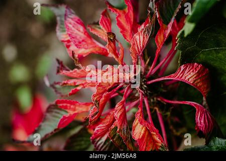 Zierpflanze Amaranthus tricolor. Schöne rote Herbstblume im Garten. Wachsende dekorative Blumen. Stockfoto