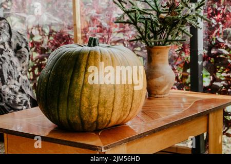 Herbsternte der Kürbisse. Großer Kürbis auf der Terrasse des Sommerlandhauses. Vorbereitung auf Halloween und Thanksgiving. Außendekoration Saison in t Stockfoto