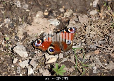 Eine Nahaufnahme eines europäischen Pfaus, der auf dem Boden mit trockenen, rostigen Blättern sitzt Stockfoto