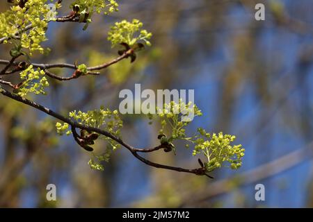 A shallow focus shot of a Norway maple tree twigs, Spring blossom with blurred background Stockfoto