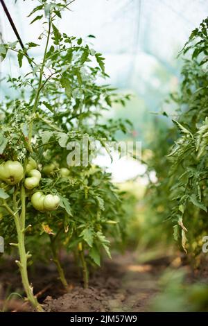 Tomatenweinpflanzen wachsen im Garten Stockfoto