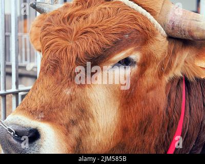 Nahaufnahme eines braunen jungen Stiers mit lockigen Stirnhaaren, Kette in der Nase, Seil um die Hörner. Stockfoto