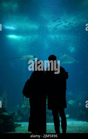 Eine Silhouette eines jungen Paares, das vor dem großen Aquarium im Ozeanarium steht Stockfoto