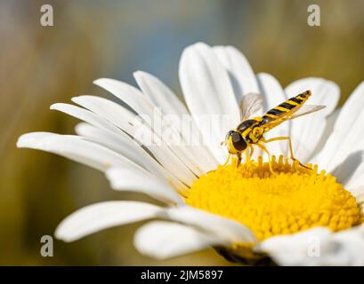 Nahaufnahme einer Wespe, die auf einer Kamille sitzt Stockfoto