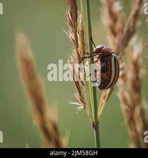 Der Kartoffelkäfer Leptinotarsa decemlineata in Colorado. Stockfoto