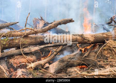Der Wald wird entwurzelt und während der Entwicklung von Bauland verbrannt, Stockfoto