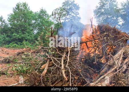 Um Bauland zu erschließen, muss der Wald während des Prozesses entwurzelt und verbrannt werden Stockfoto