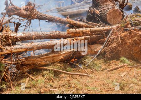 Während der Entwicklung von Bauland wird der Wald entwurzelt und verbrannt Stockfoto