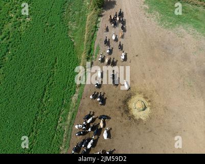 Eine große Gruppe von Milchvieh, Kühen und Bullen werden von oben gesehen, als sie auf einem großen Bauernhof umziehen. Stockfoto