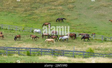 Eine Gruppe von Pferden wird auf einer großen Pferderanch gesehen, ein Holzzaun hält sie in. Stockfoto