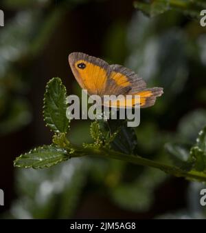 Weibliche Gatekeeper Butterfly Pyronia tithonus Wings geöffnet Stockfoto