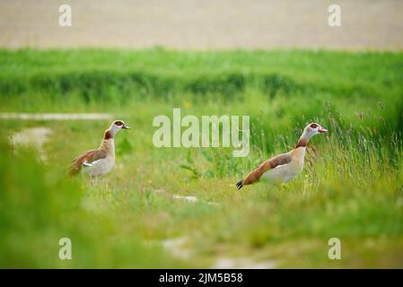 Ägyptische Gänse auf einem Feld (Alopochen aegyptiaca) Stockfoto