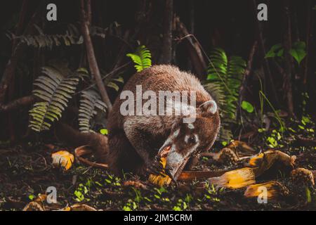 Eine Nahaufnahme von Nasua nagenden Lebensmitteln im Wald Stockfoto