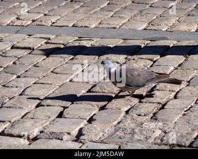 Eine Nahaufnahme der Holztaube, Columba palumbus auf der Pflastersteinoberfläche unter Sonnenlicht. Stockfoto