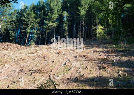 Wald in Deutschland, Bäume abhauen, Boden nach Hitzewelle im Sommer austrocknen, globale Erwärmung und Klimawandel, Umweltschäden Stockfoto