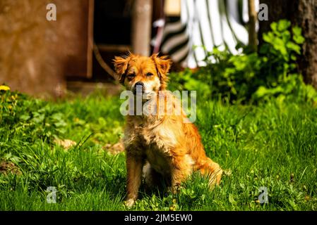 Eine Nahaufnahme eines schönen Hybridhundes, der im Garten bei hellem Sonnenlicht auf dem Gras sitzt Stockfoto