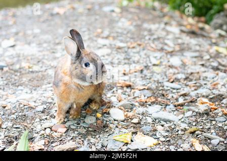 Junge Kaninchen in der Natur, Wildtiere auf dem Land, Säugetiere des Waldes Stockfoto