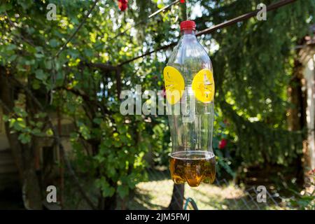 Selbstgemachte Wespen- und Hornickfalle aus Plastikflaschen, die an einem sonnigen Sommertag im Garten an einen Baum gehängt wurde. Nahaufnahme, selektiver Fokus Stockfoto