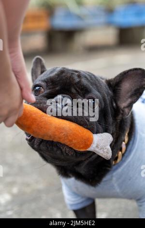 Nahaufnahme eines schwarzen Bulldoggen-Welpen mit blauem Hemd, der sein Spielzeug vom Besitzer zum Spielen nimmt Stockfoto