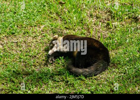 Faule Coati genießen die Sonne von costa rica. In mistico arenal Hängebrücken Park alajuela Provinz la Fortuna Stockfoto