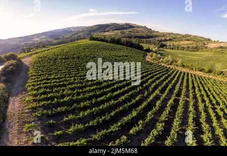 Weinbergplantagen, Panorama-Luftaufnahme nördlich von Italien. Blauer Himmel, Wolken, Hügel auf dem Land im Sommer Stockfoto